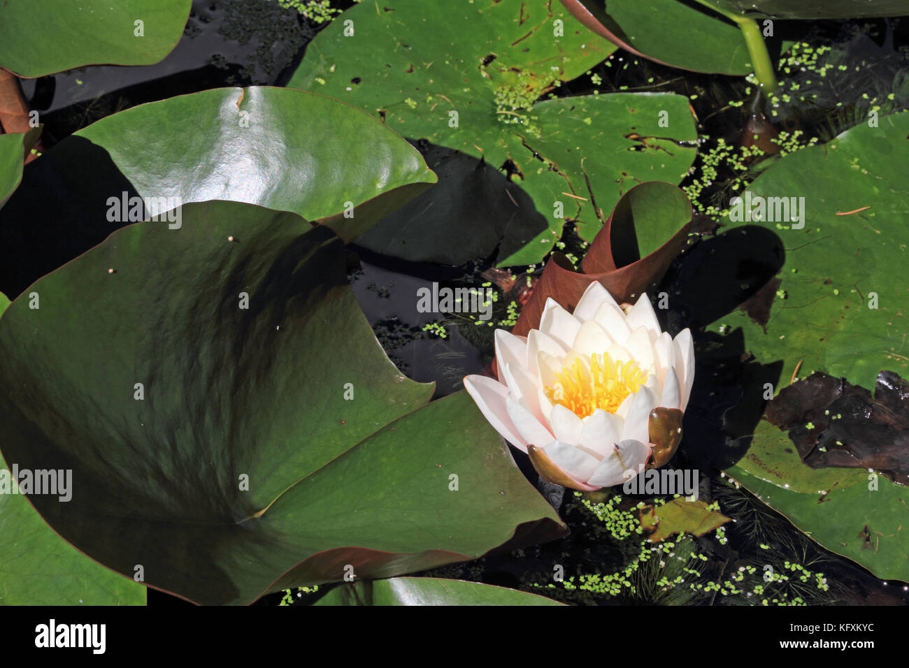 Nénuphar blanc fleur sur étang, entouré de feuilles et Ogden Banque D'Images