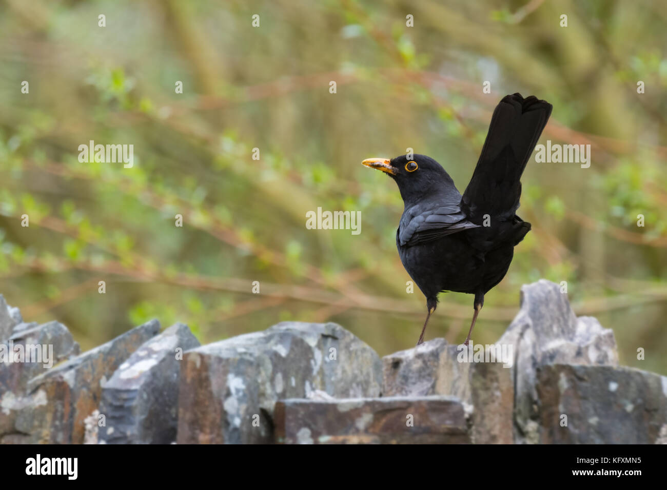 Exposition de menaces mâles blackbird britanniques en se tenant debout sur le mur devant le saule, au printemps. Devon, avril Banque D'Images