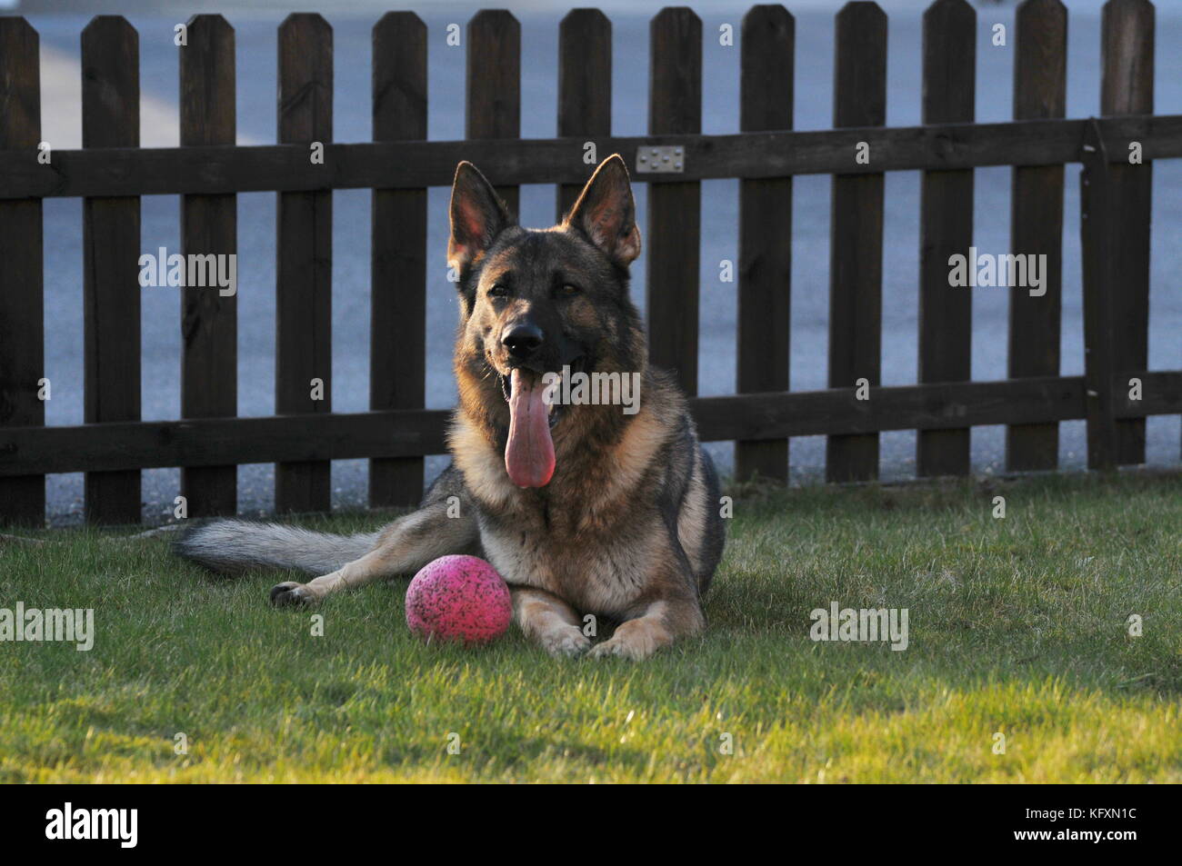 Les chiens, je les ai. Je les aime. Et en quelque sorte les chiens finissent par être l'objet de la plupart des mes photos. Banque D'Images