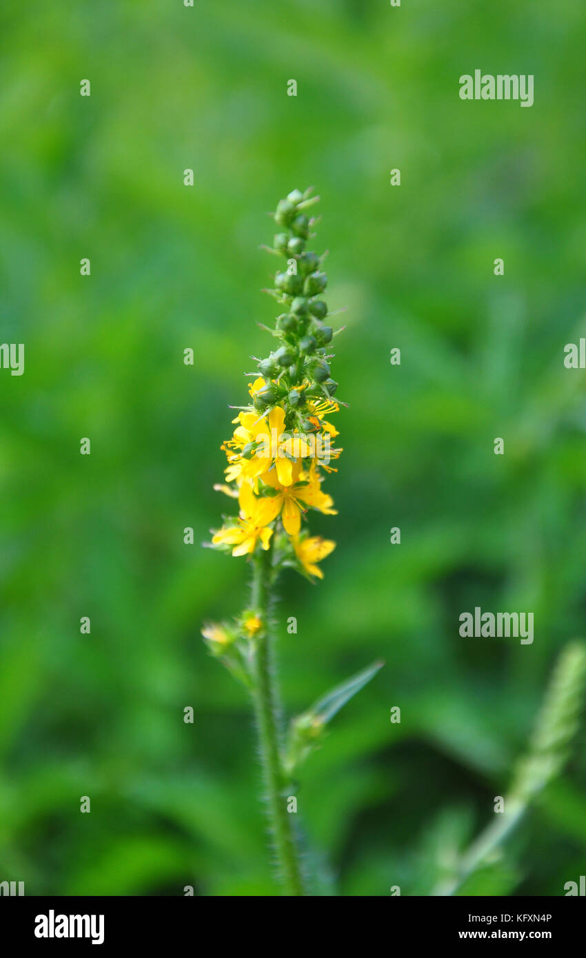 Aigremoine (agrimonia eupatoria commun) Banque D'Images