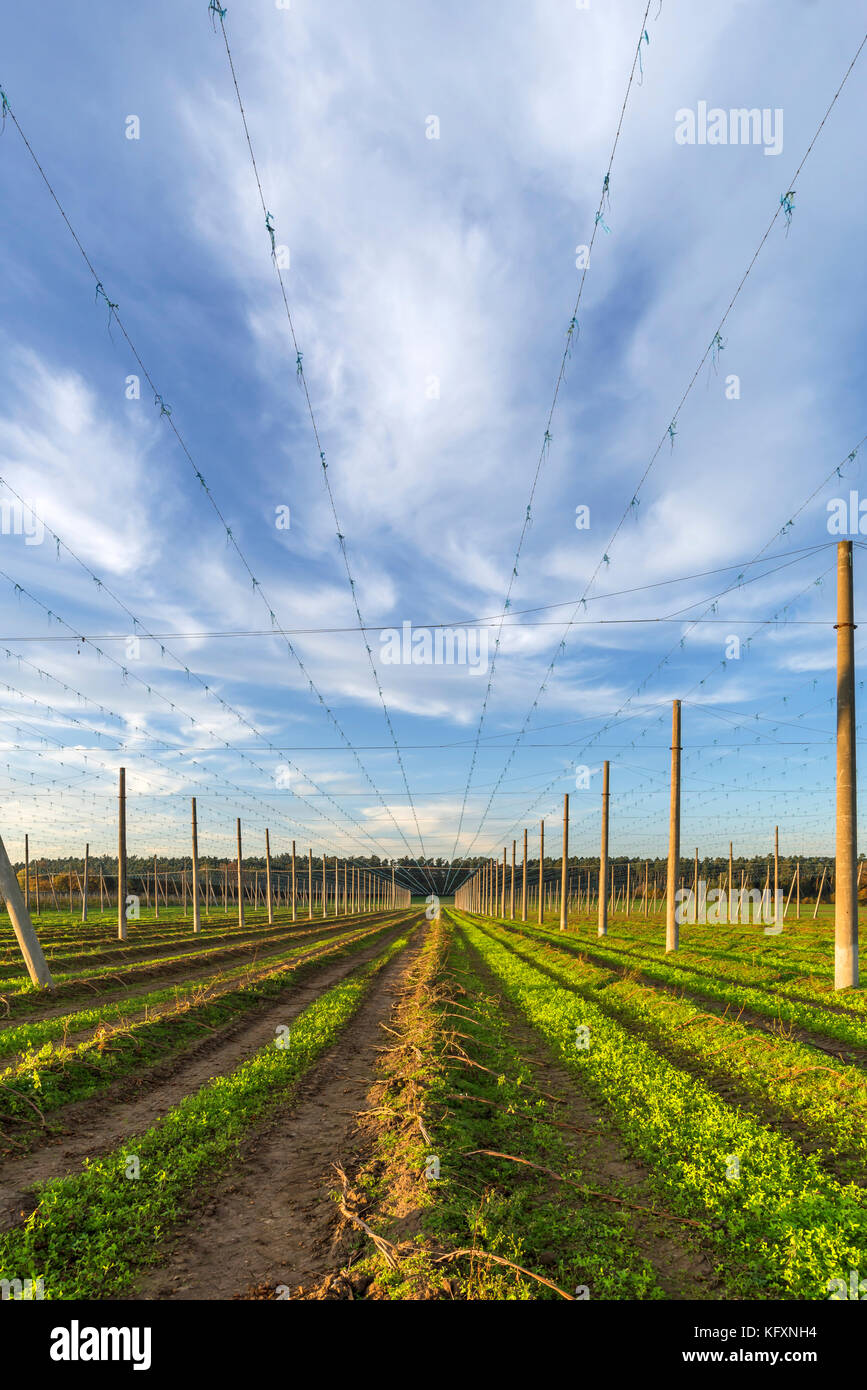 Champ de houblon récolté dans la lumière du soir, middle franconia, Bavaria, Germany Banque D'Images