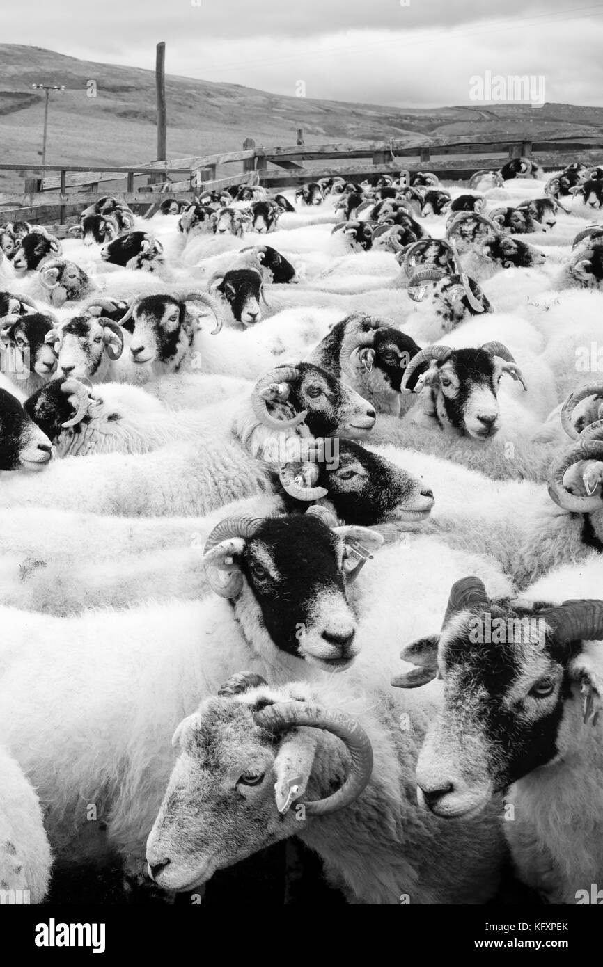 Au-dessus des moutons Swaledale Kettled Régler, Yorkshire Dales National Park, Royaume-Uni Banque D'Images