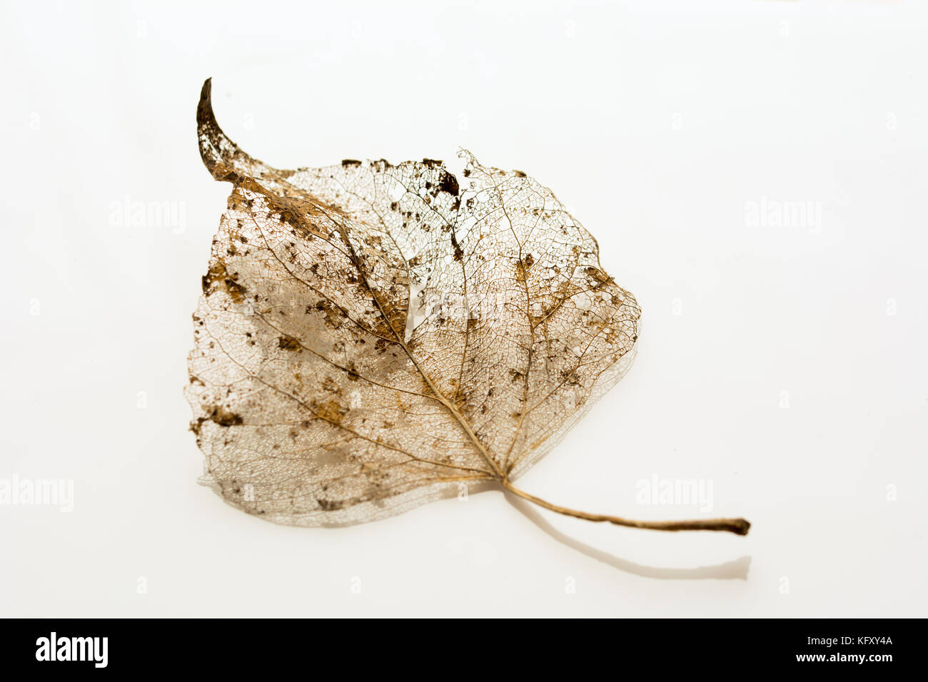 Restes d'une feuille décomposé en hiver - structure de la veine d'or sur fond blanc Banque D'Images