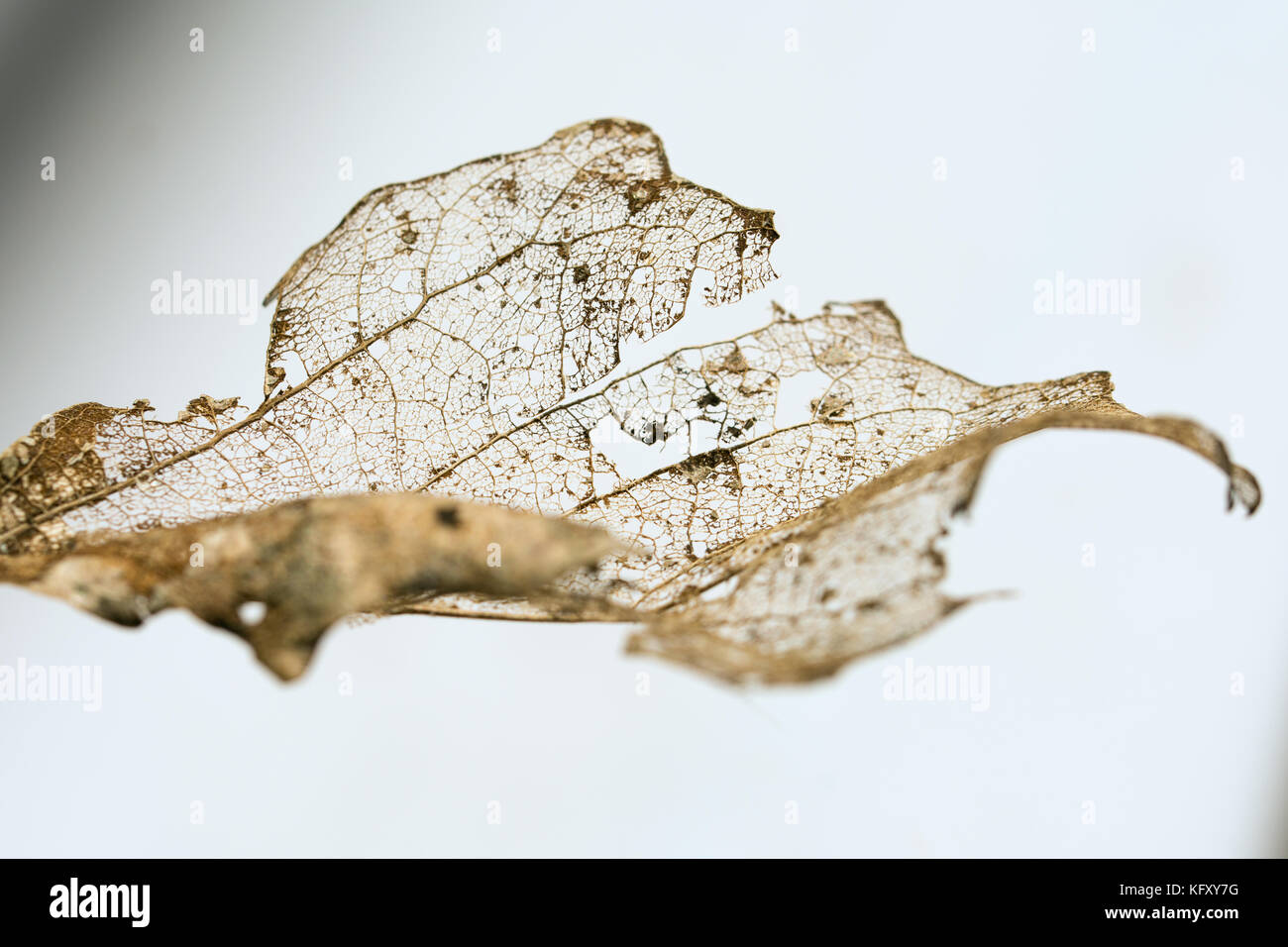 Restes d'une feuille décomposé en hiver - veine déchirée par la structure sur fond blanc Banque D'Images