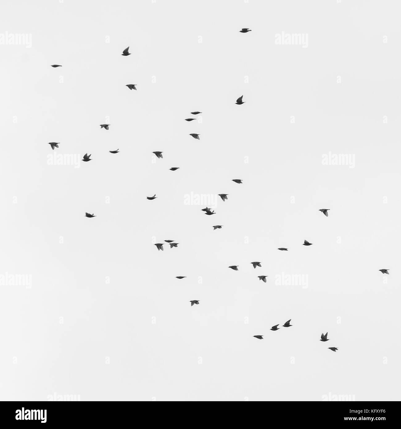D'une volée d'étourneaux. Banque D'Images