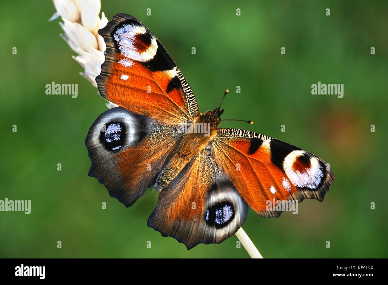 Papillon paon européen, nymphalis io Banque D'Images