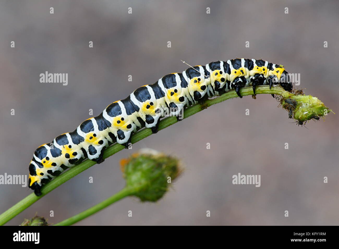 Espèce de requin laitue caterpillar, cucullia lactucae Banque D'Images