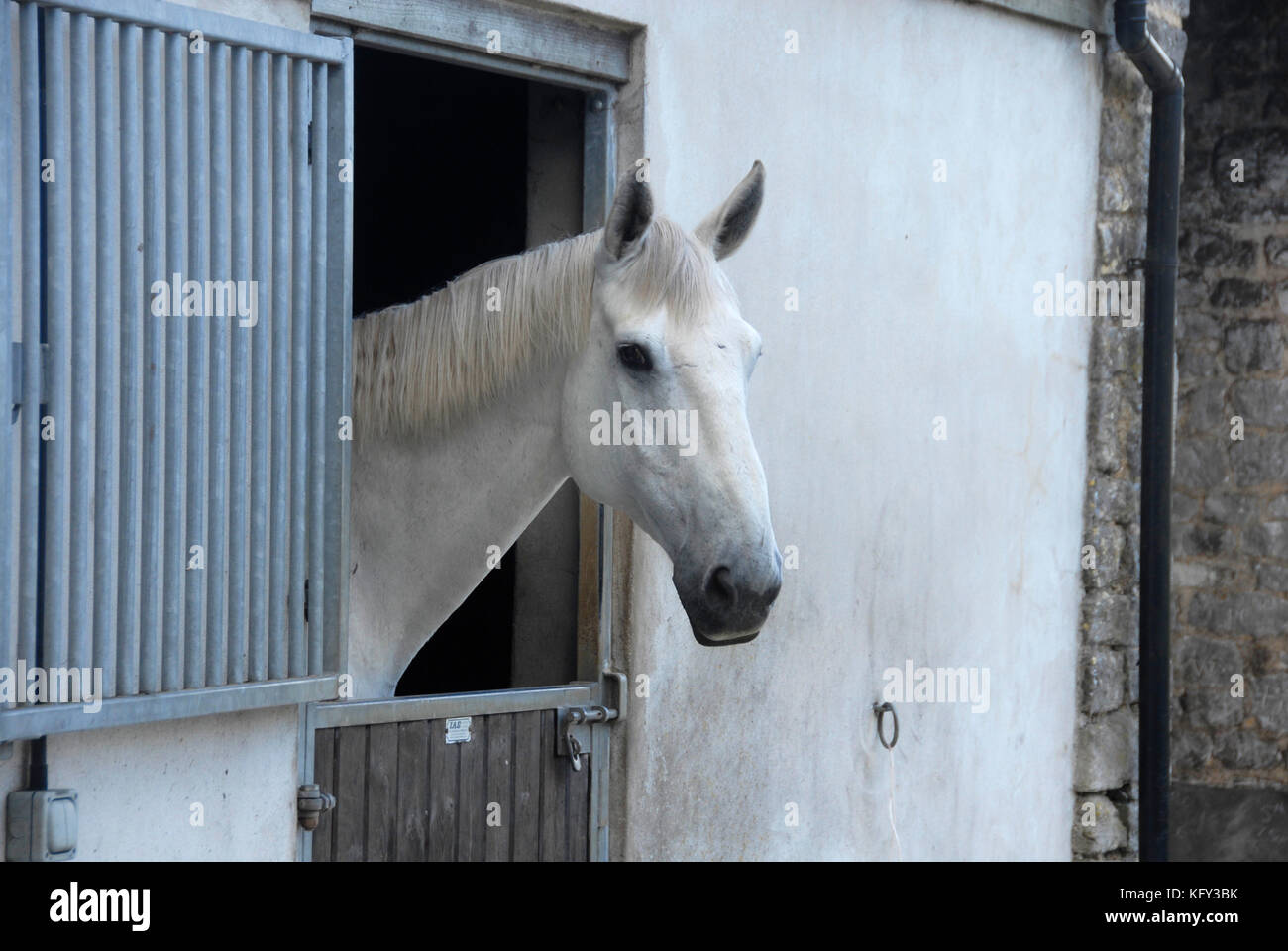 À la porte de l'écurie de chevaux Banque D'Images