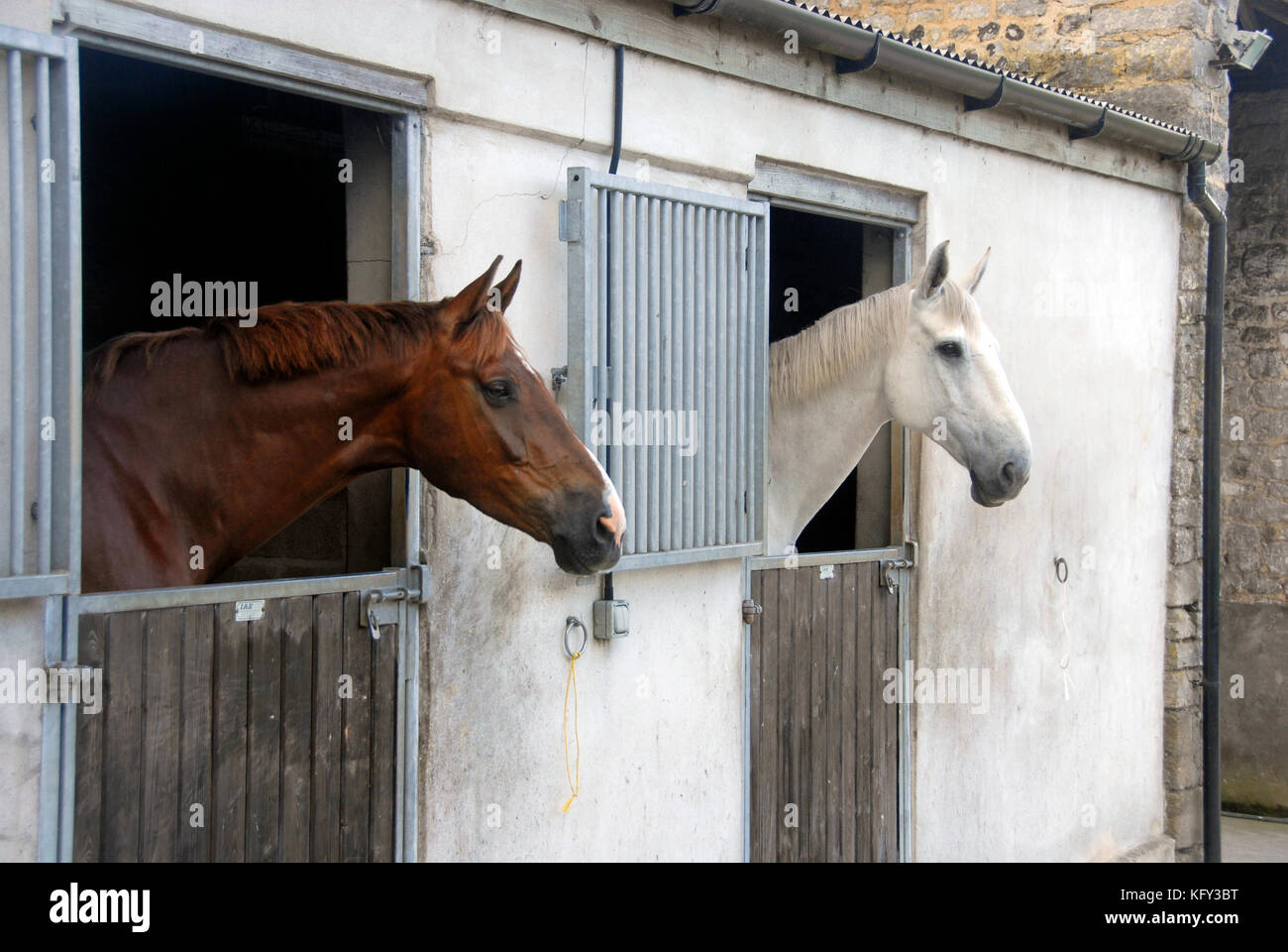 Deux chevaux regardant sur des portes stables Banque D'Images
