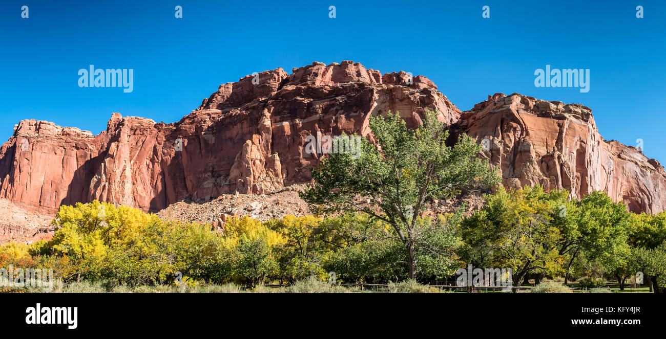 Les feuilles d'automne dans la région de Fruita Capitol Reef National Park, Utah-NOUS Banque D'Images