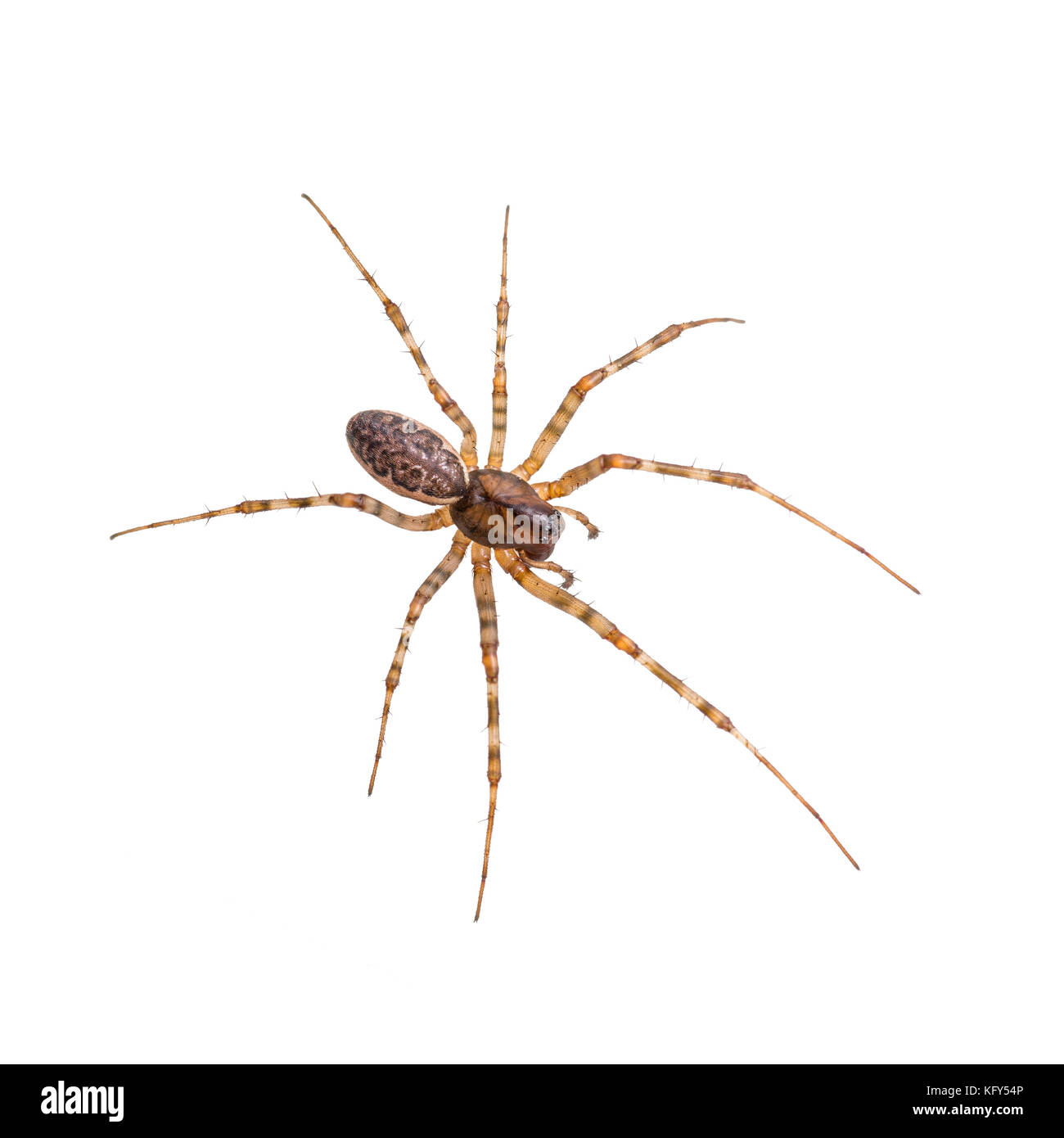 Insectes rampants arachnide araignée isolated on white Banque D'Images