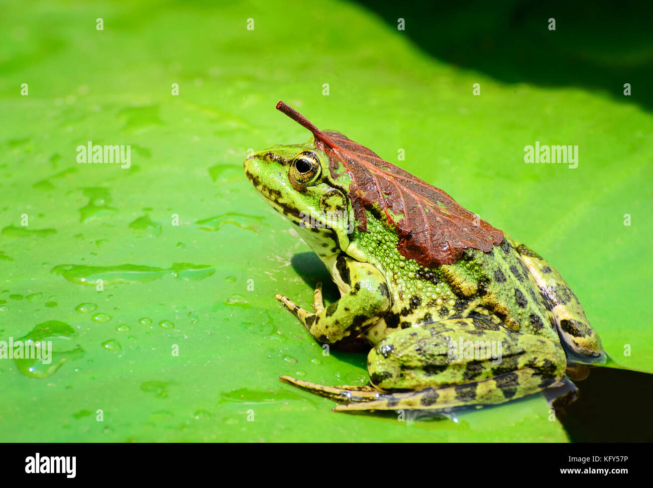 Une grenouille avec une feuille sur son dos se repose sur une feuille d'un nénuphar sur un lac au milieu d'une forêt sur une chaude journée d'été, ensoleillé, Banque D'Images