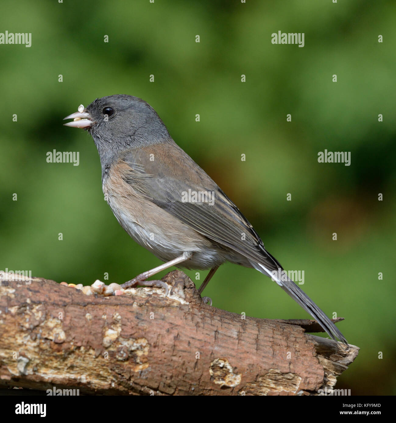 Junco mangeant des graines d'oiseau. Banque D'Images