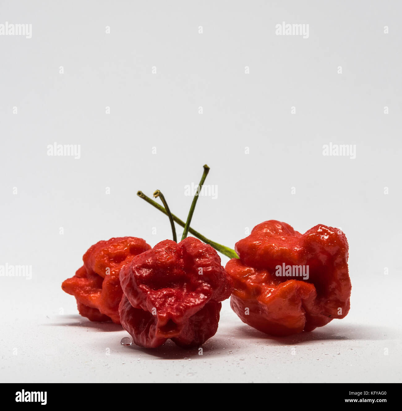 Caroline trois reaper ghost chili sur fond blanc # 1 Banque D'Images