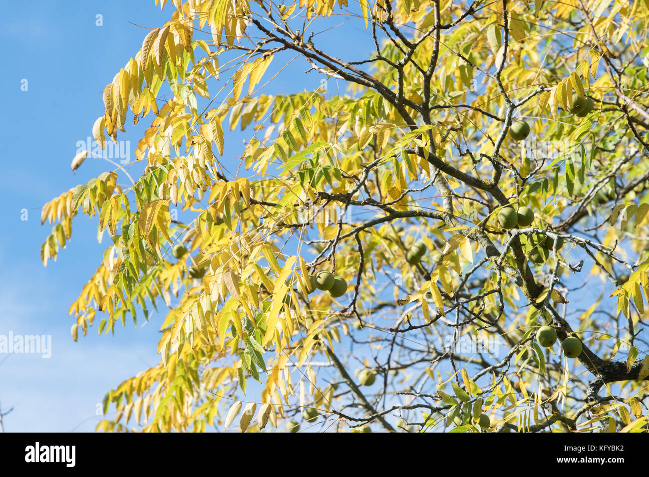 Juglans nigra. Noyer noir de l'Est et les fruits et les feuilles à l'automne contre un ciel bleu. UK Banque D'Images