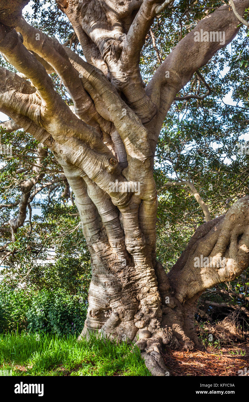 D'énormes racines d'un contrefort Moreton Bay Fig sur les rives de l'eau de Brisbane à Woy Woy, Central Coast, New South Wales, Australie Banque D'Images