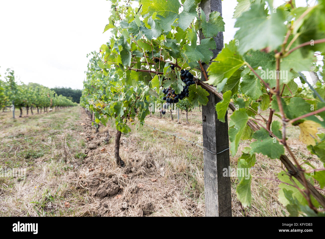 Aoc Monbazillac et Bergerac, raisins des vignobles de la région de la rivière Dordogne. Banque D'Images