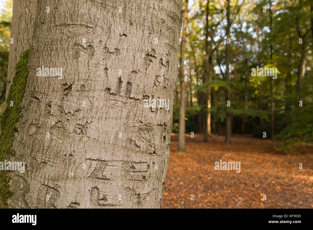Beech tree avec des lettres et initiales gravées dans l'écorce, Allemagne Banque D'Images