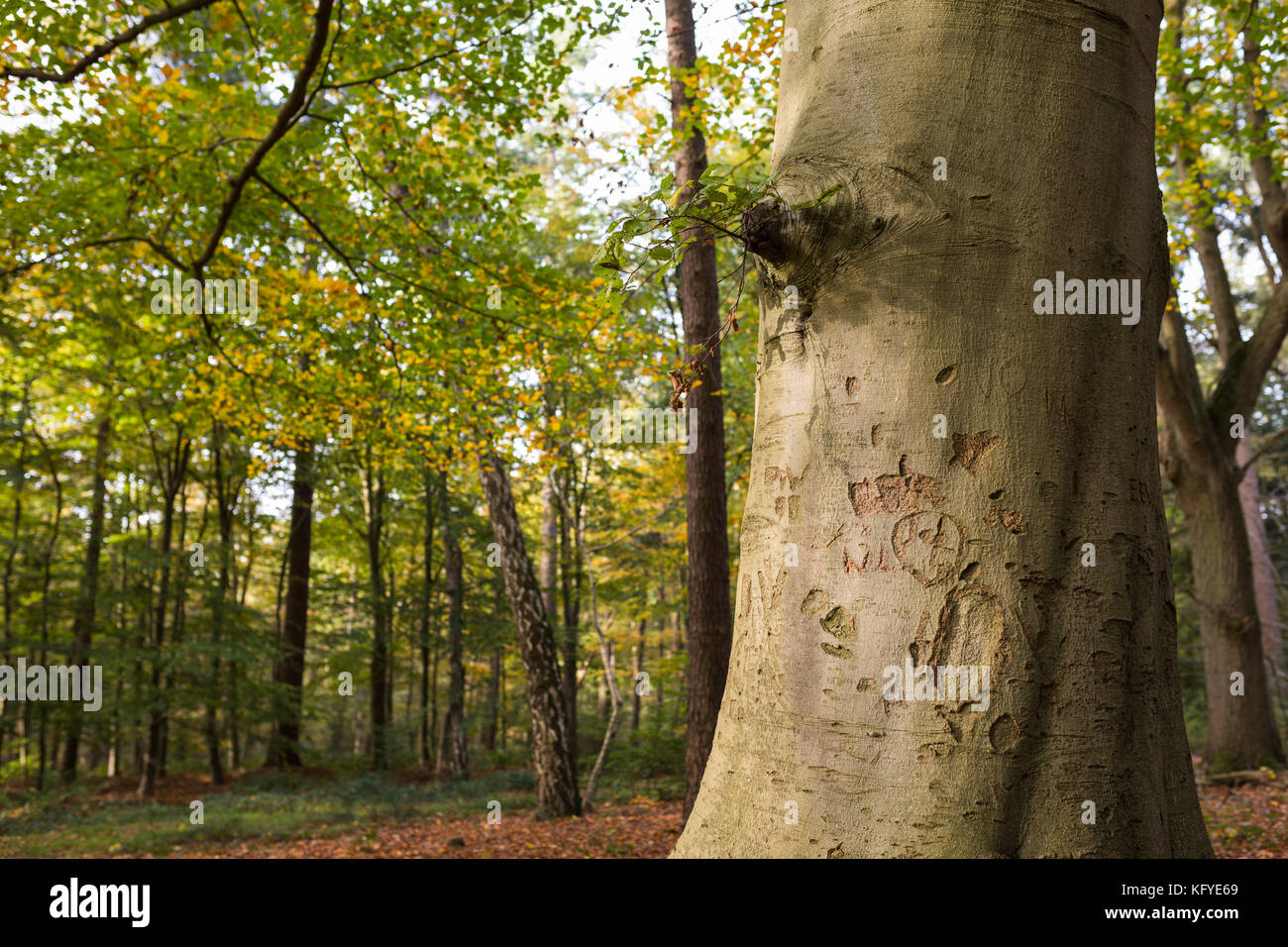 Beech tree avec des lettres et initiales gravées dans l'écorce, Allemagne Banque D'Images