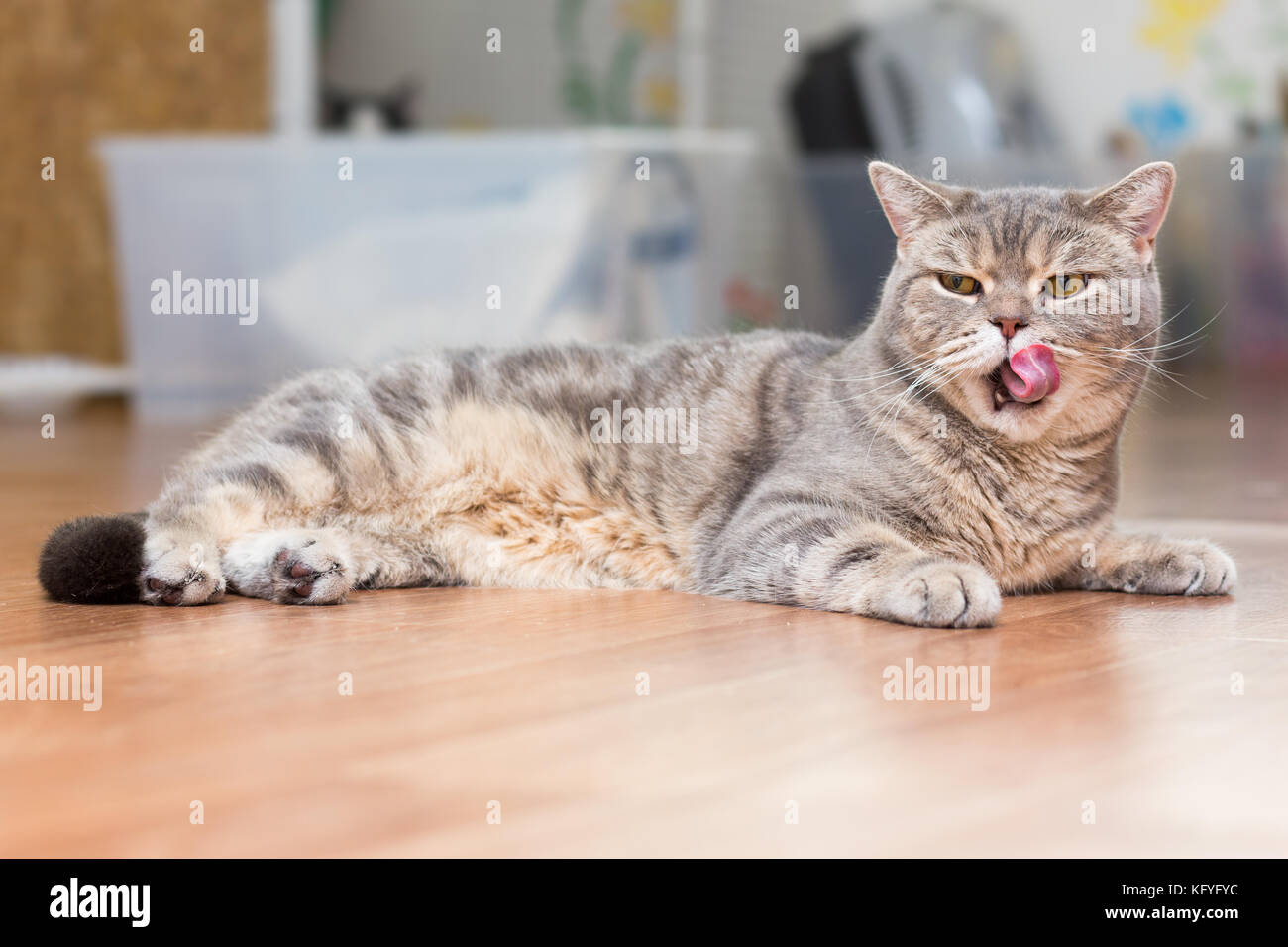 Gros Chat Gris Couche Sur Le Sol Avec Sa Langue Dehors Photo Stock Alamy