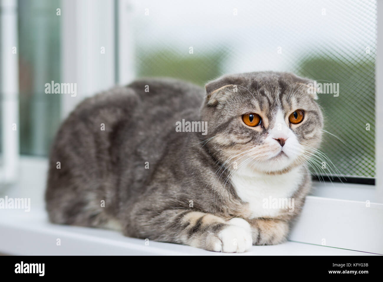 Race De Chat Scottish Fold Avec Yeux Orange Se Trouve Sur Un Rebord De Fenetre Photo Stock Alamy