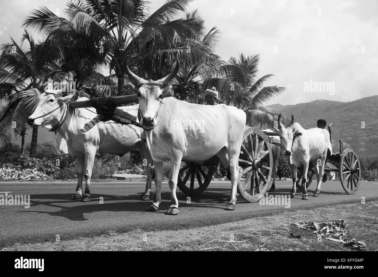 Convoi de charrettes à bœufs traditionnelles indiennes sur les routes dans les régions rurales du Tamil Nadu, Inde Banque D'Images