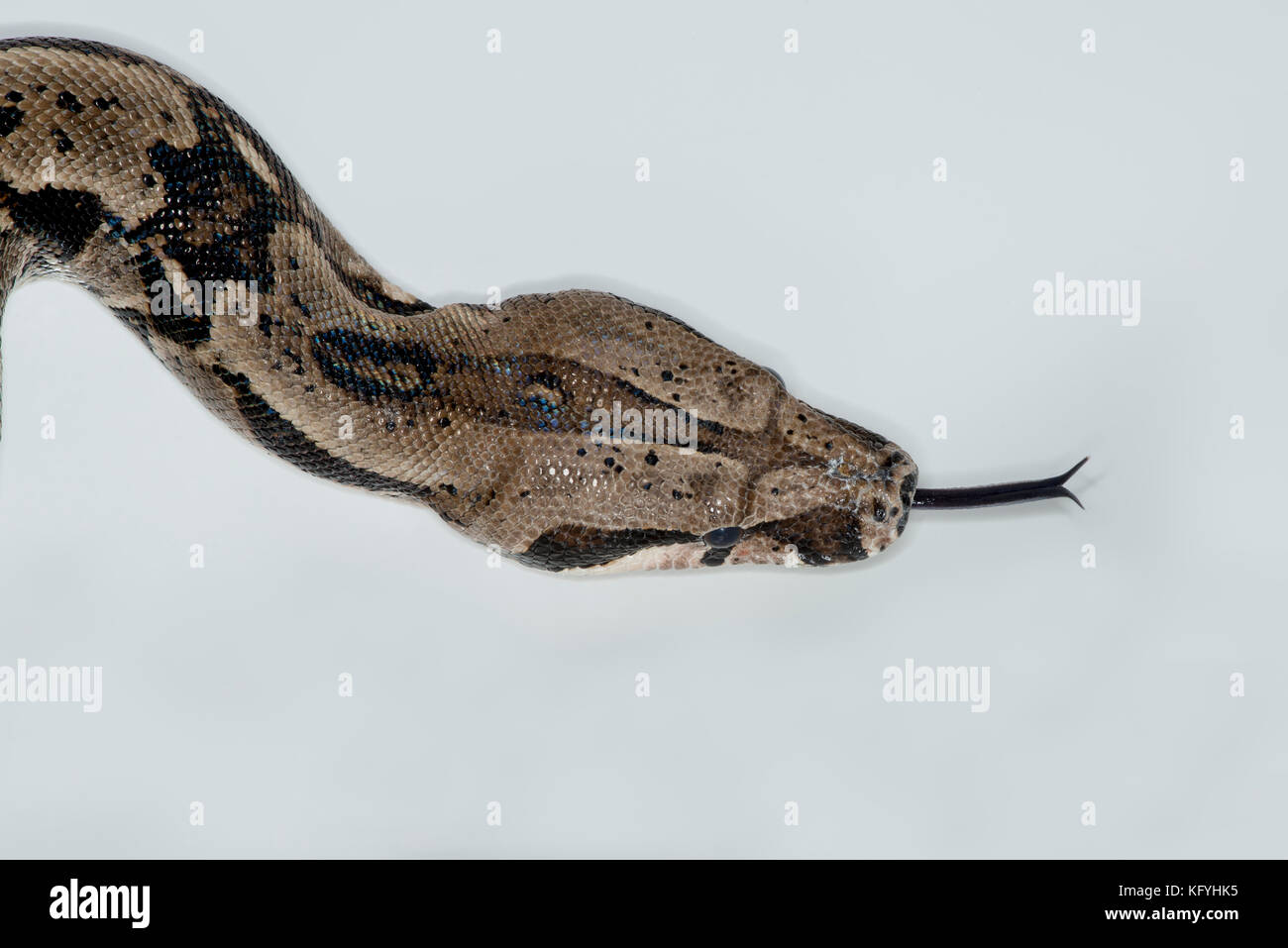 St. Paul, Minnesota.. les animaux de columbian red-tailed boa, aussi appelé le boa, commune de la famille des Boïdés. nom scientifique du Mississipi clos. Banque D'Images