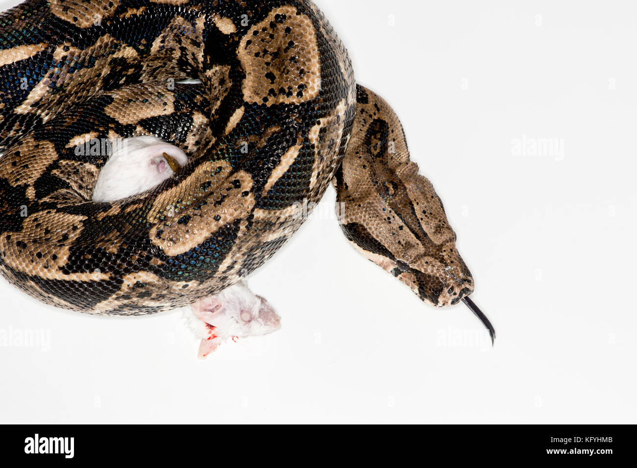 St. Paul, Minnesota.. les animaux de columbian red-tailed boa, aussi appelé le boa, commune de la famille des Boïdés. nom scientifique du Mississipi crus. Banque D'Images