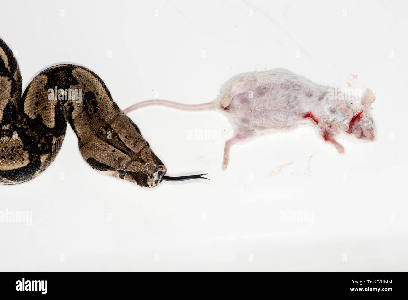 St. Paul, Minnesota.. les animaux de columbian red-tailed boa, aussi appelé le boa, commune de la famille des Boïdés. nom scientifique du Mississipi show. Banque D'Images