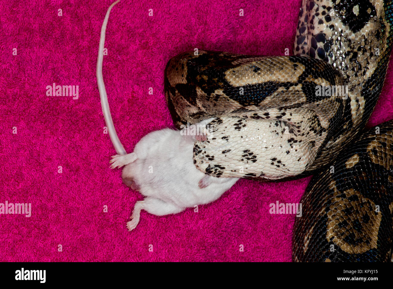 St. Paul, Minnesota.. les animaux de columbian red-tailed boa, aussi appelé le boa, commune de la famille des Boïdés. nom scientifique du Mississipi snak. Banque D'Images