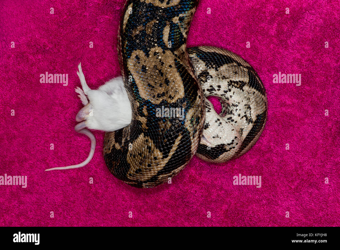 St. Paul, Minnesota.. les animaux de columbian red-tailed boa, aussi appelé le boa, commune de la famille des Boïdés. nom scientifique du Mississipi snak. Banque D'Images