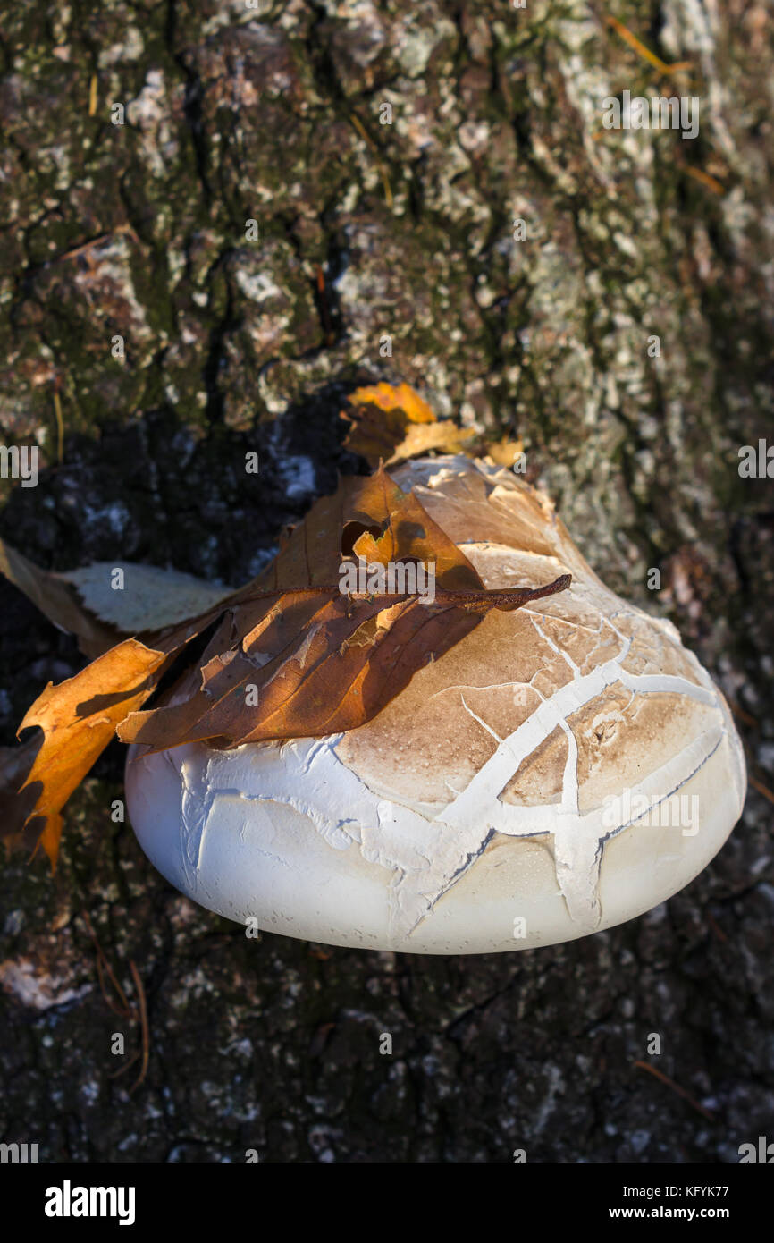 Piptoporus betulinus polypore (bouleau) et d'un tombé dans des feuilles couleurs d'automne au-dessus d'elle. Banque D'Images