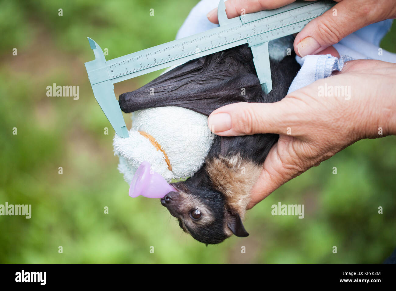 Ours à lunettes flying-fox (pteropus conspicillatus) mâles orphelins. dans les soins : environ 7semaines. la mesure de l'avant-bras. port douglas Australie Queensland... Banque D'Images