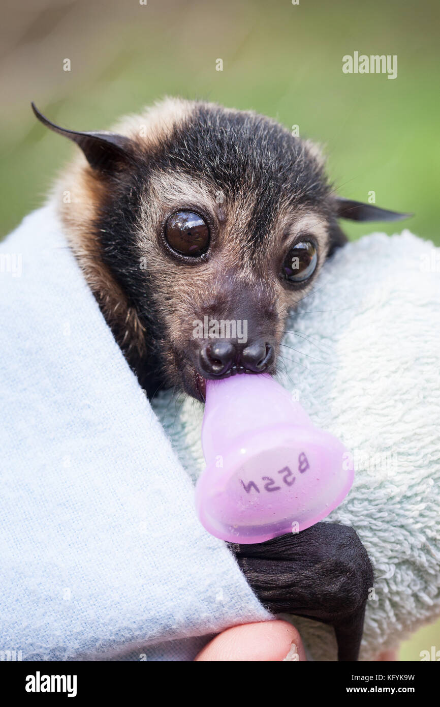 Renard volant à lunettes (Pteropus conspicillatus). Orphelin pris en charge : environ 7 semaines. Port Douglas. Queensland. Australie. Banque D'Images