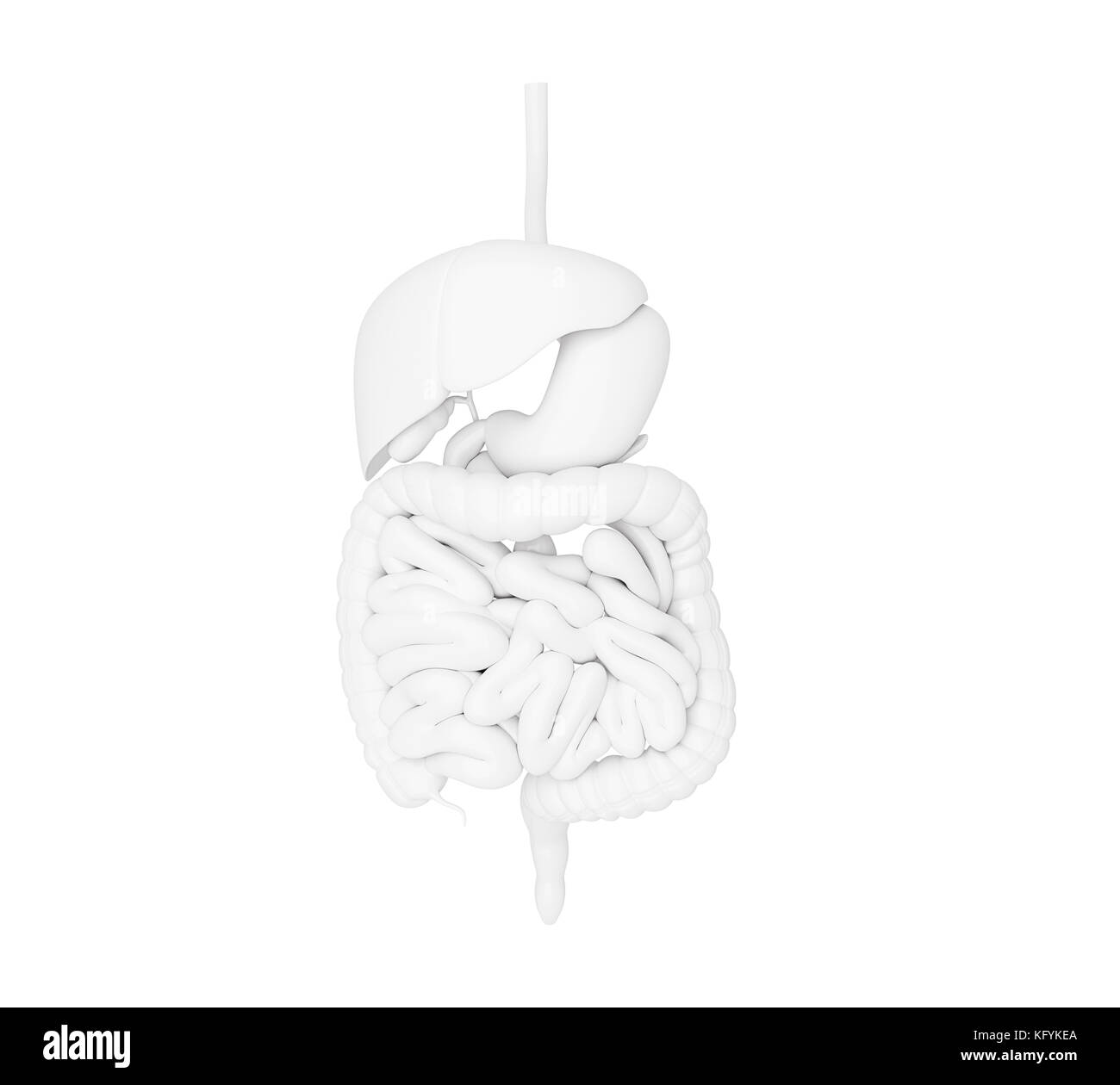 Illustration 3d. système digestif, de l'anatomie détaillée Banque D'Images