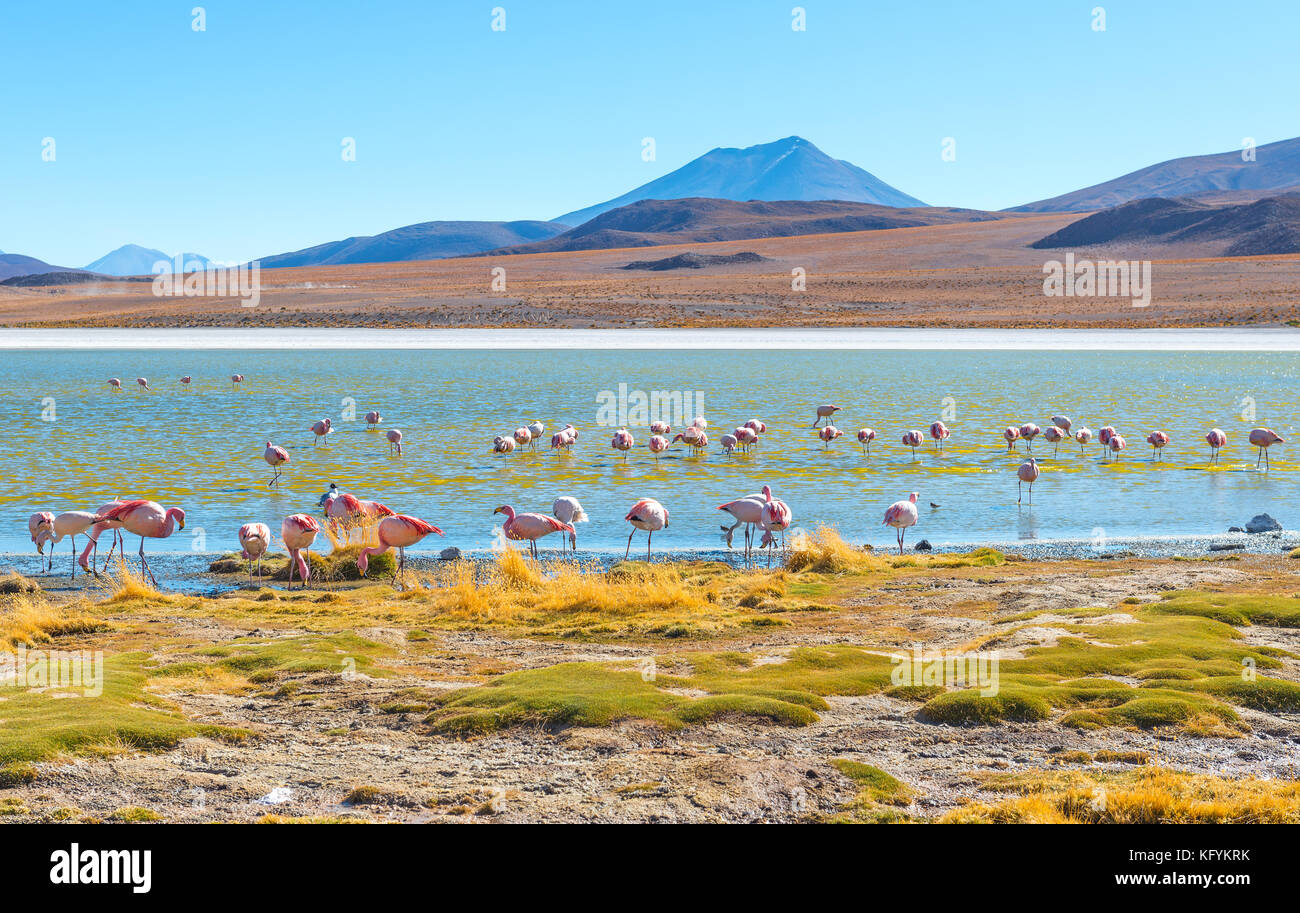 Les flamants du Chili et James' dans l'Hedionda Lagoon situé entre l'Uyuni Salt Flat (Salar de Uyuni) et le désert d'Atacama, la Bolivie. Banque D'Images