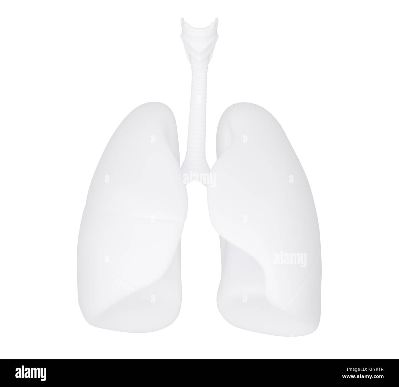 Illustration 3d d'anatomie humaine. poumon isolé sur fond blanc. Banque D'Images