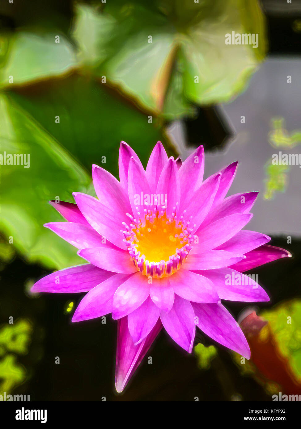 Une photo de lotus rose processus avec filtre à peinture couleur dans Adobe Photoshop programme Banque D'Images