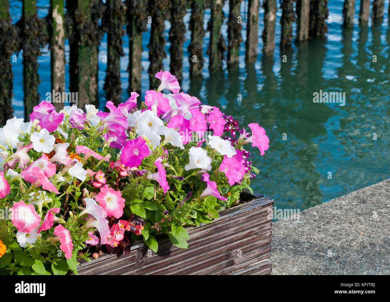 Un récipient de fleurs colorées par le bord de l'eau à la marina. Banque D'Images