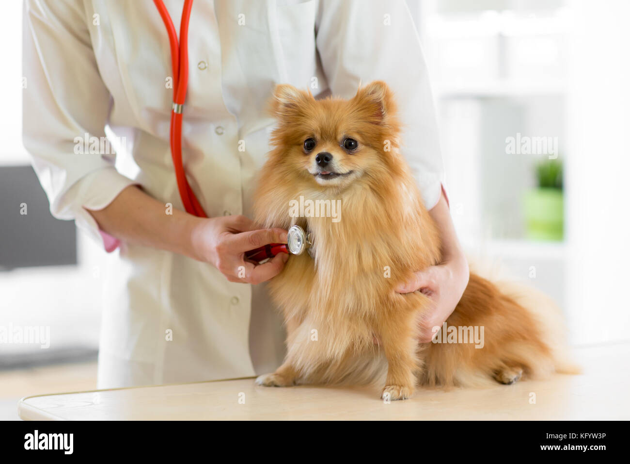 Médecin vétérinaire à l'aide lors de l'examen de stéthoscope clinique vétérinaire. chien spitz pomeranian dans une clinique vétérinaire Banque D'Images