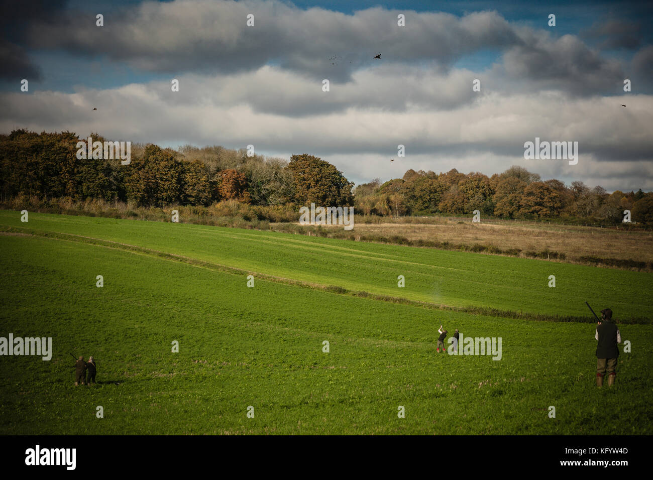 Messieurs en faisans de tir de la vallée de l'avion de bois, sur les pousses, jeu Hampshire, Angleterre. Banque D'Images