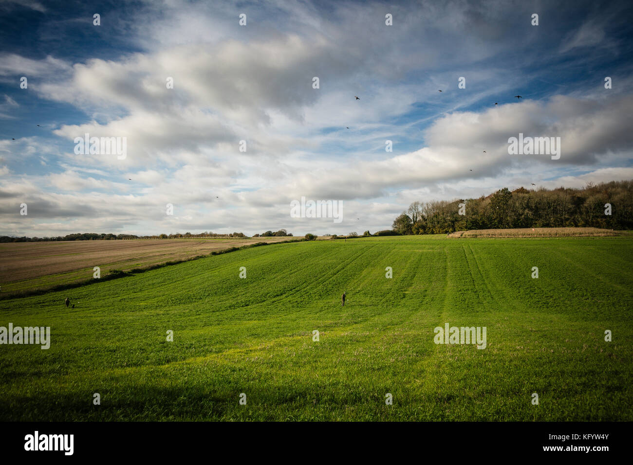 Messieurs en faisans de tir de la vallée de l'avion de bois, sur les pousses, jeu Hampshire, Angleterre. Banque D'Images