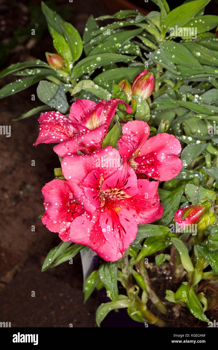 Grappe de fleurs rose profond de l'Alstroemeria 'chats'', la Princesse / lily péruvienne avec gouttes de pluie sur les pétales, sur fond de feuilles vert brillant Banque D'Images