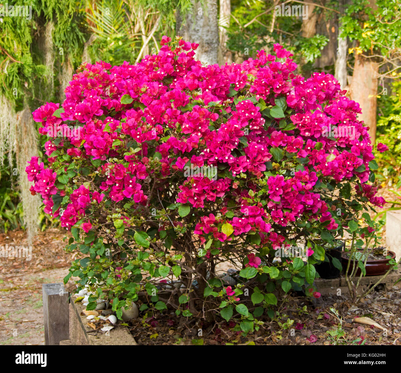 Bougainvillea bambino 'Bokay', arbuste couvert de masse de fleurs rouge vif en jardin sub-tropical en Australie Banque D'Images