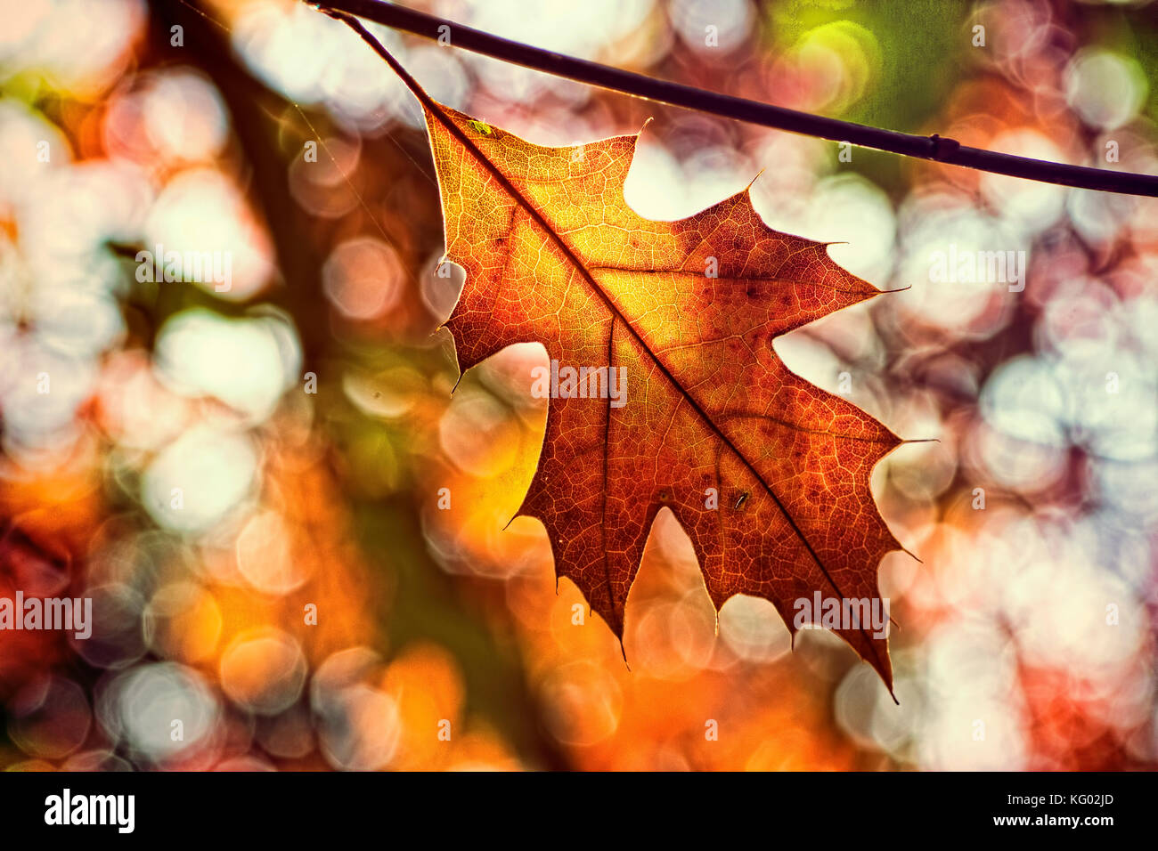 Une seule feuille d'automne avec un recouvrement de fond coloré Banque D'Images