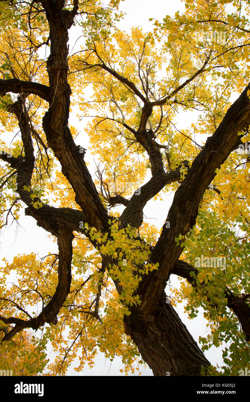 L'automne, Sully cottonwood Creek State Park, Medora, Dakota du Nord Banque D'Images