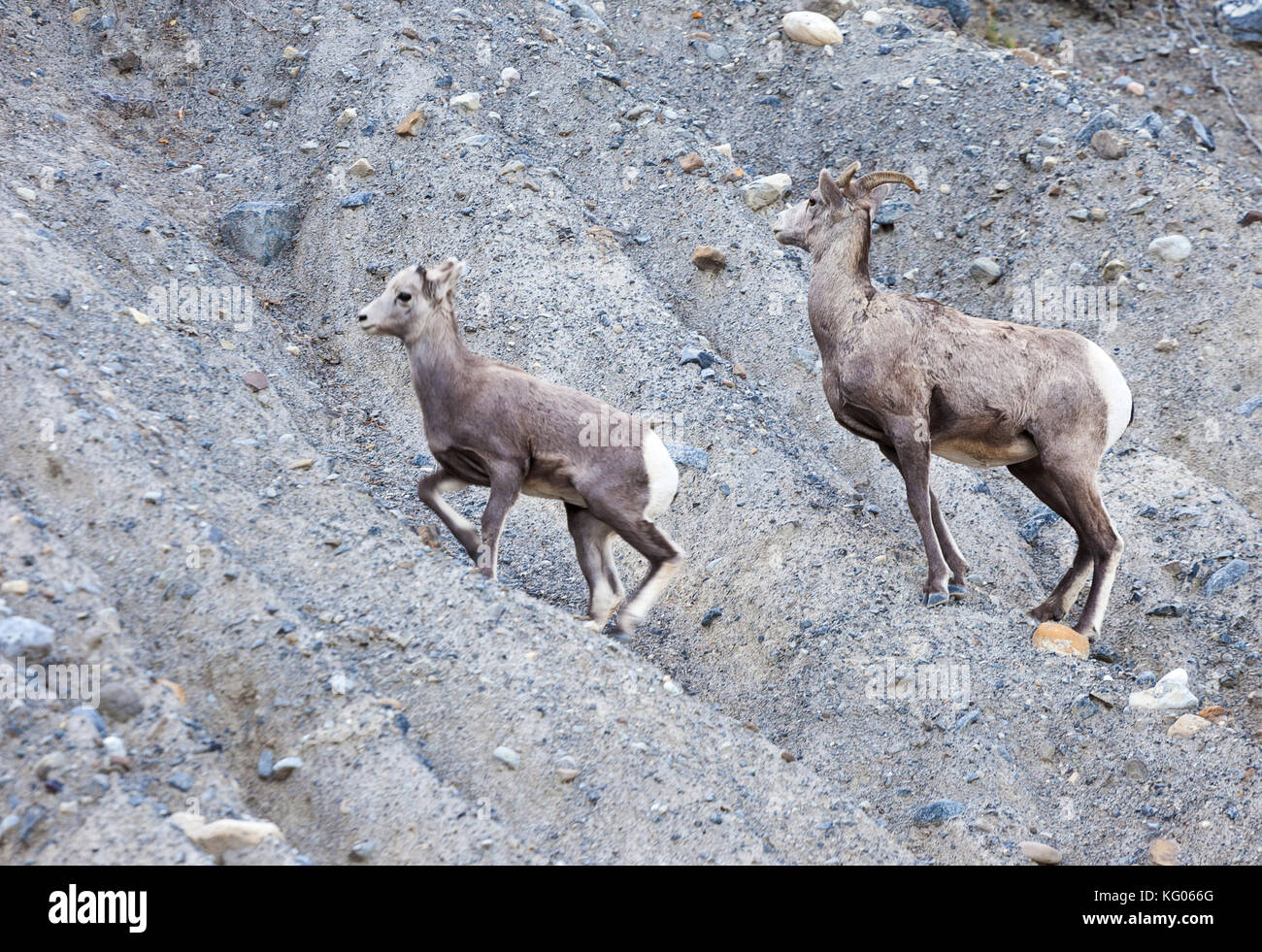 Les chèvres sauvages de l'Alberta Banque D'Images