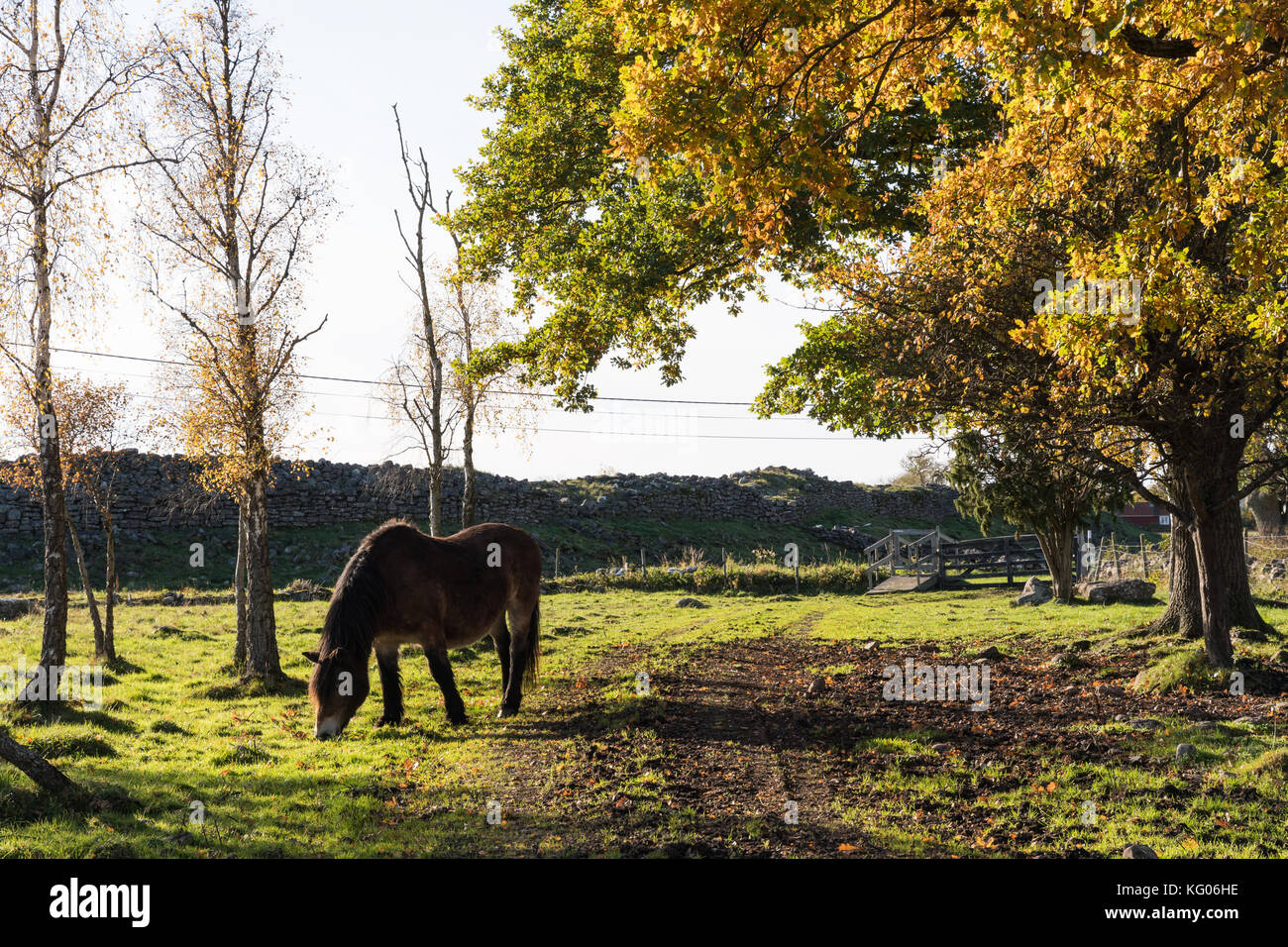 Cheval de pâturage dans un paysage aux couleurs de l'automne à l'île de oland suédois Banque D'Images