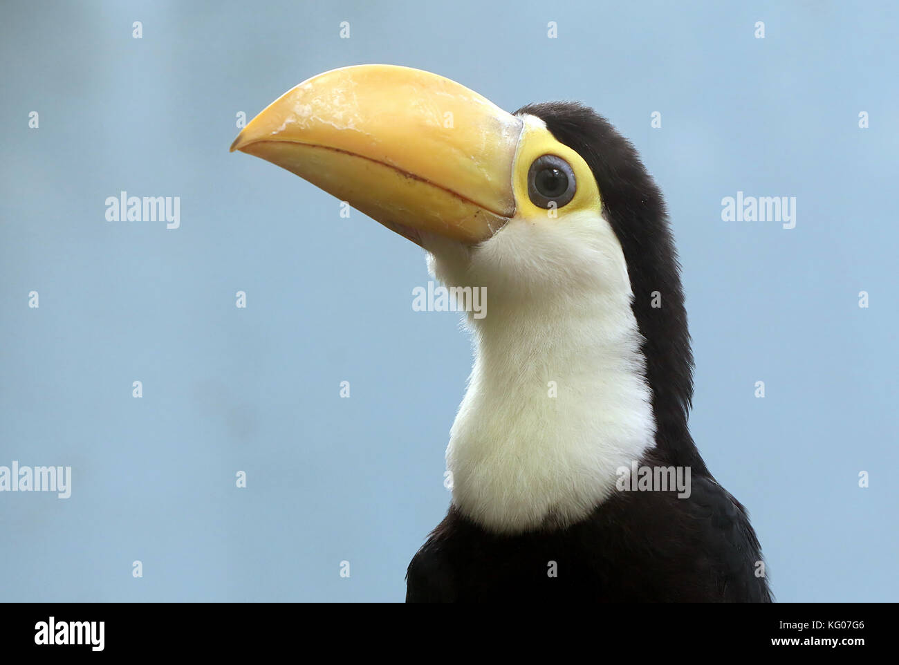 Commun Sud Americain De Bebe Ou Toco Toucan Ramphastos Toco En Libre Photo Stock Alamy Commun Sud Americain De Bebe Ou Toco Toucan Ramphastos Toco En Libre Photo Stock Alamy
