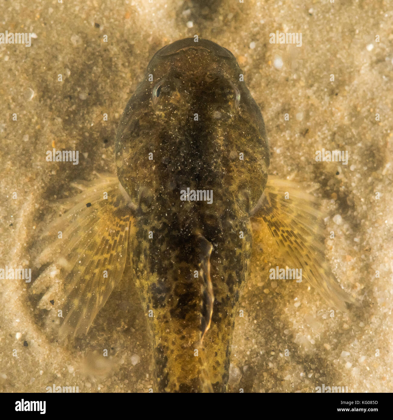 Poissons barbotte européenne (Cottus gobio) gros plan de la tête d'un poisson d'eau douce contre camouflé sable à bas niveau des cours d'eau, montrant les nageoires pectorales Banque D'Images